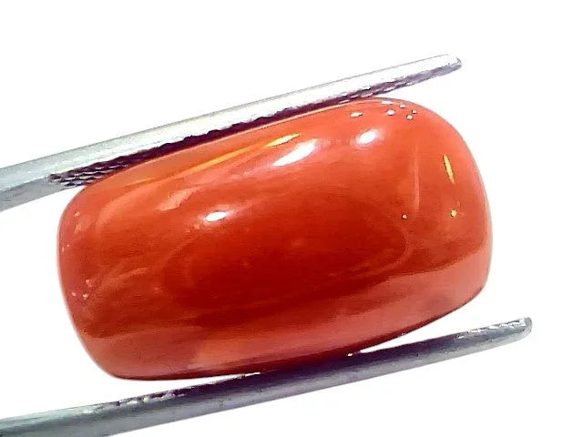 Huge 17.11 Ct Natural Untreated Italian Red Coral Moonga Gemstone - Venus Gems