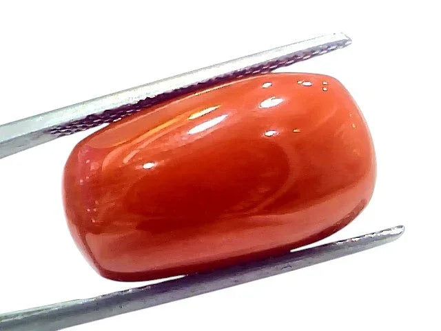 Huge 17.11 Ct Natural Untreated Italian Red Coral Moonga Gemstone - Venus Gems