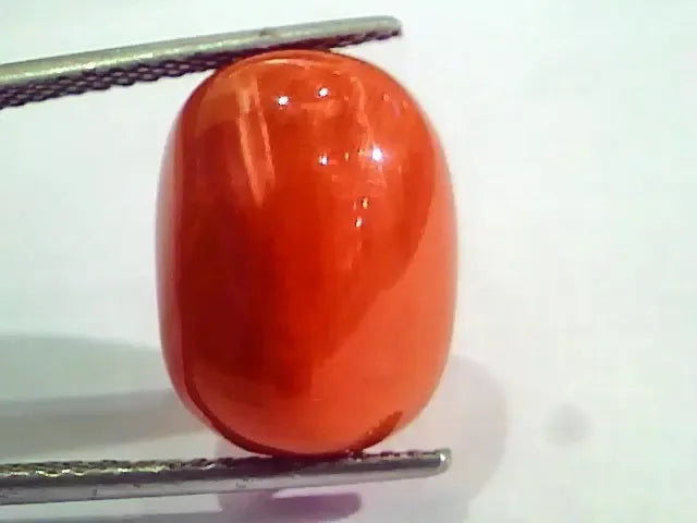 Huge 17.36 Ct Untreated Natural Italian Red Coral Gemstones AAA - Venus Gems