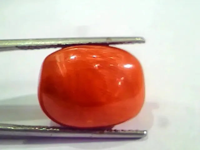 Huge 17.36 Ct Untreated Natural Italian Red Coral Gemstones AAA - Venus Gems