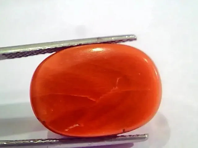 Huge 17.65 Ct Untreated Natural Italian Red Coral Gemstones AAA - Venus Gems