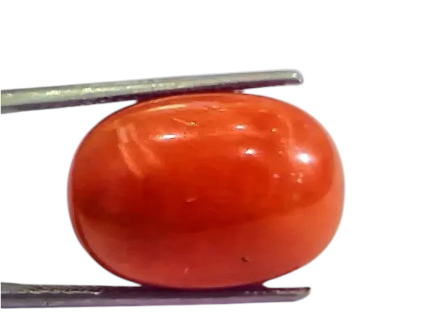 Huge 17.65 Ct Untreated Natural Italian Red Coral Gemstones AAA - Venus Gems