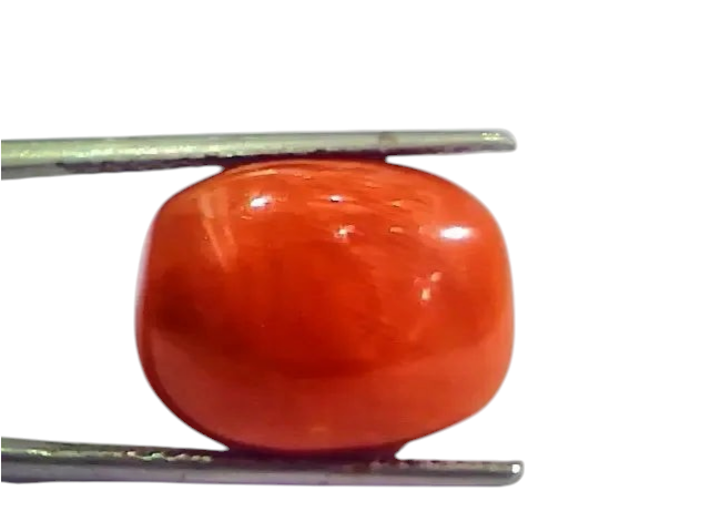 Huge 17.36 Ct Untreated Natural Italian Red Coral Gemstones AAA - Venus Gems