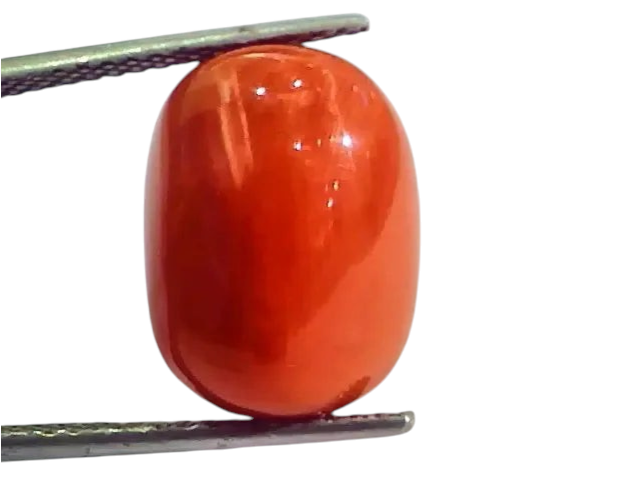 Huge 17.36 Ct Untreated Natural Italian Red Coral Gemstones AAA - Venus Gems