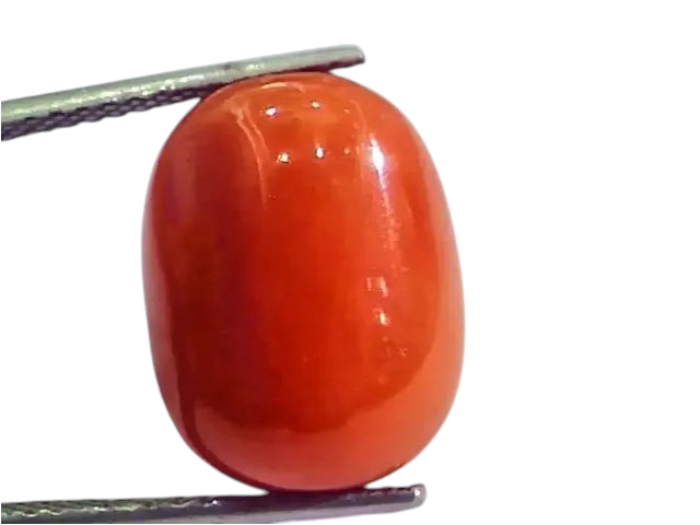 Huge 17.26 Ct Untreated Natural Italian Red Coral Gemstones AAA - Venus Gems