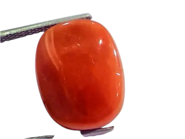 Huge 17.26 Ct Untreated Natural Italian Red Coral Gemstones AAA - Venus Gems