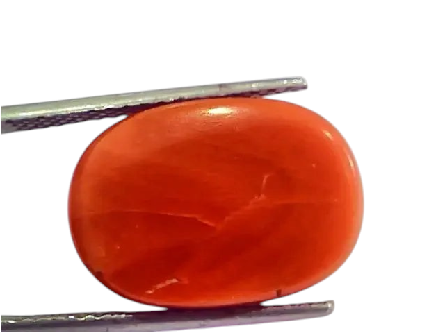 Huge 17.65 Ct Untreated Natural Italian Red Coral Gemstones AAA - Venus Gems