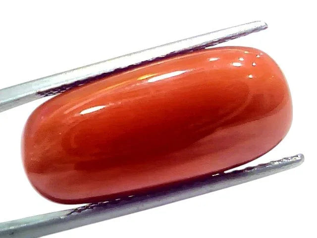 Huge 18.58 Ct Natural Untreated Italian Red Coral Moonga Gemstone - Venus Gems