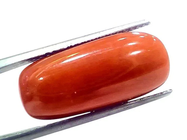 Huge 18.58 Ct Natural Untreated Italian Red Coral Moonga Gemstone - Venus Gems