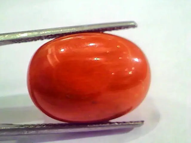 Huge 19.00 Ct Untreated Natural Italian Red Coral Gemstones AAA