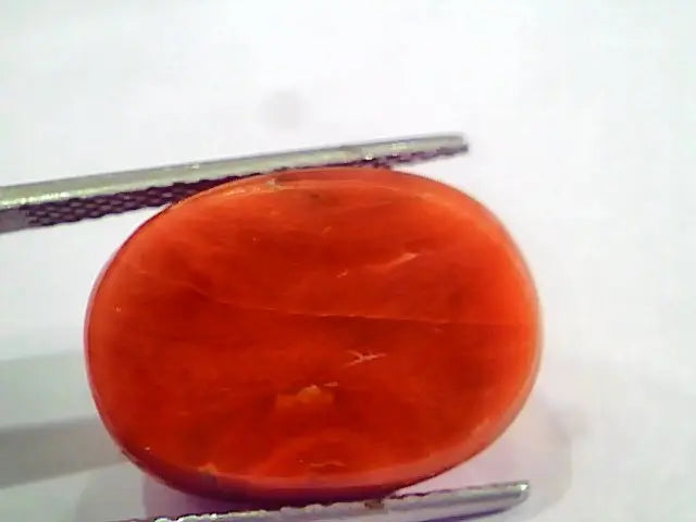 Huge 19.00 Ct Untreated Natural Italian Red Coral Gemstones AAA