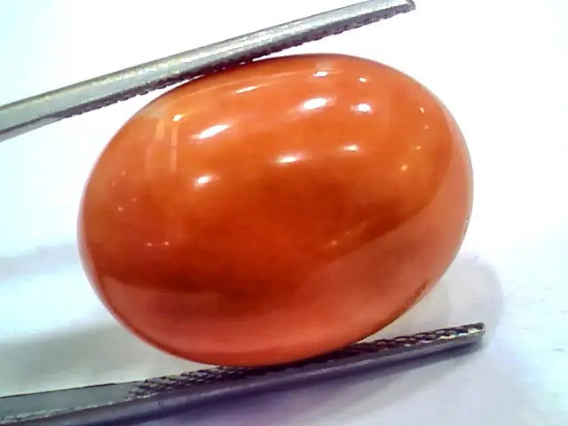 Huge 19.21 Ct 31 Ratti Natural Untreated Japan Red Coral Moonga Gems