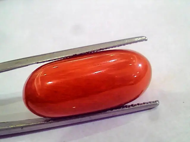 Huge 19.51 Ct Untreated Natural Premium Italian Red Coral AAAAA