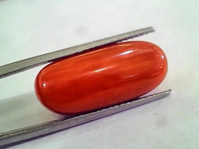 Huge 19.51 Ct Untreated Natural Premium Italian Red Coral AAAAA