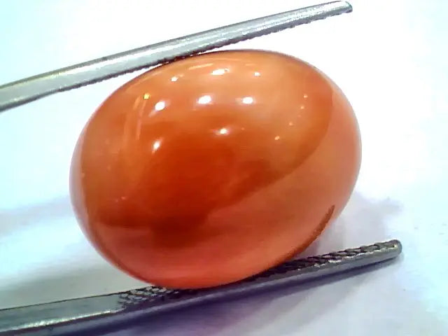 Huge 19.70 Ct 32 Ratti Natural Untreated Japan Red Coral Moonga Gems