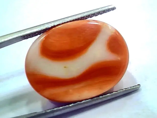 Huge 19.70 Ct 32 Ratti Natural Untreated Japan Red Coral Moonga Gems