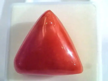 Huge 19.92 Ct Untreated Natural Italian Triangle Red Coral AAA - Venus Gems