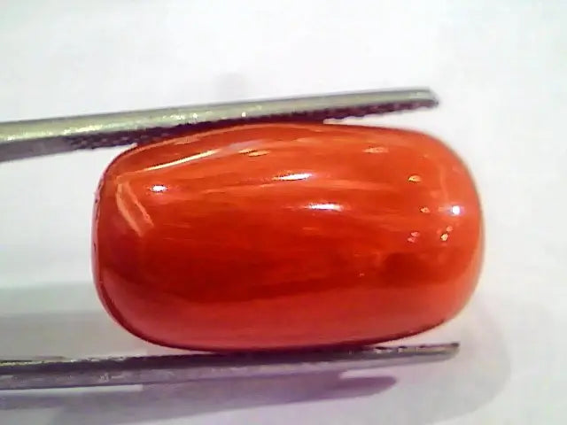 Huge 20.00 Ct Untreated Natural Italian Red Coral Gemstones AAA