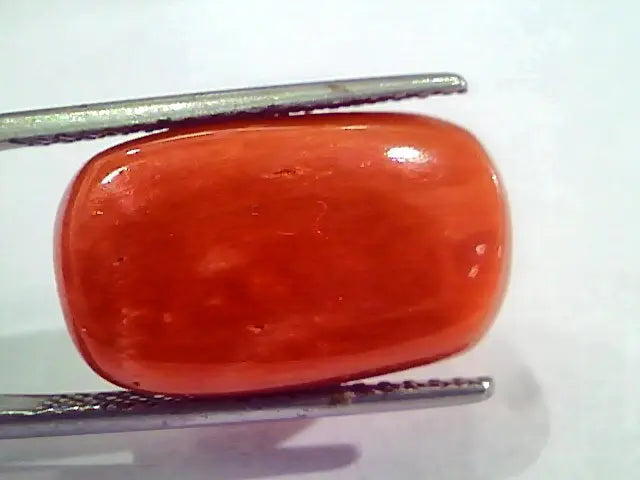 Huge 20.00 Ct Untreated Natural Italian Red Coral Gemstones AAA