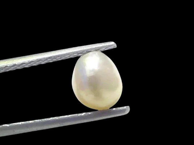 1.68 Ct Certified Natural Venunjula Real Sea Pearl Real Moti For Moon - Venus Gems