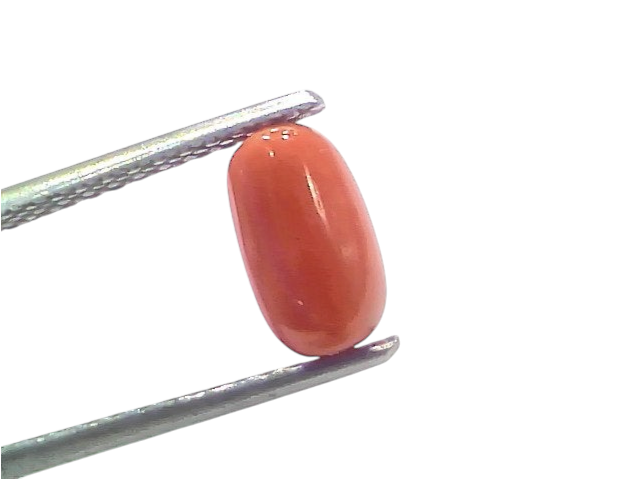 Natural untreated Italian red coral gemstone, 1.97 Ct, displayed in tweezers against a white background.