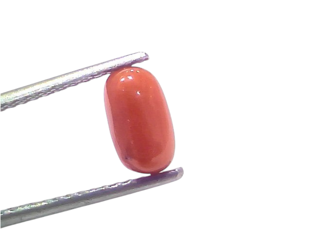 Natural untreated Italian red coral gemstone, 1.97 Ct, displayed in tweezers against a white background.
