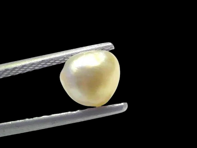 1.36 Ct Certified Natural Venunjula Real Sea Pearl Real Moti For Moon - Venus Gems