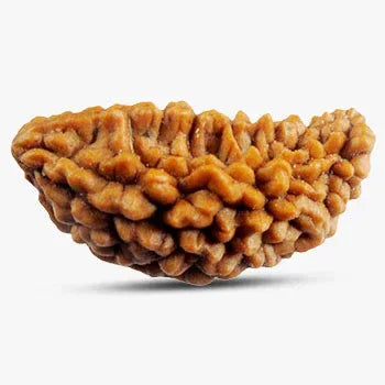 1 Mukhi Nepali Rudraksha Natural and Certified - Venus Gems