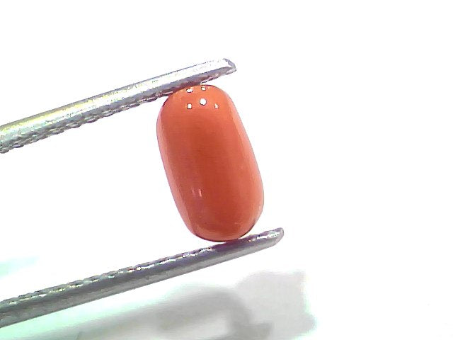 2.00 Ct 2.19 Ratti Natural Untreated Italian Red Coral Moonga Gemstone