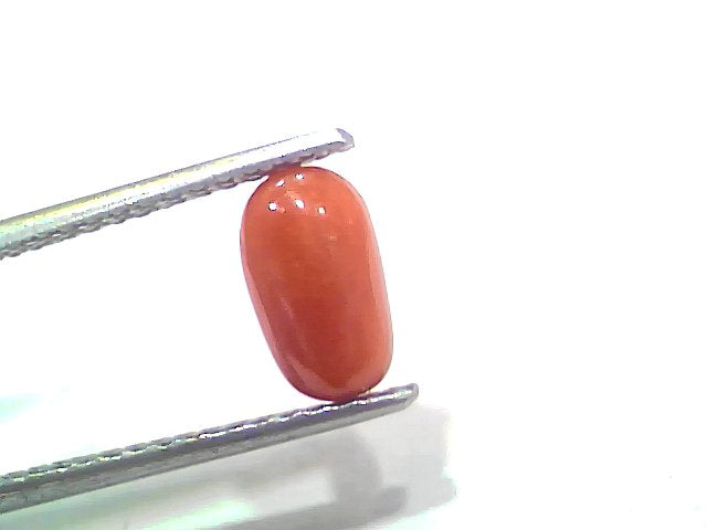 2.00 Ct 2.19 Ratti Natural Untreated Italian Red Coral Moonga Gemstone