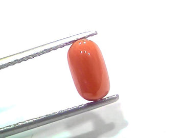 2.00 Ct 2.19 Ratti Natural Untreated Italian Red Coral Moonga Gemstone