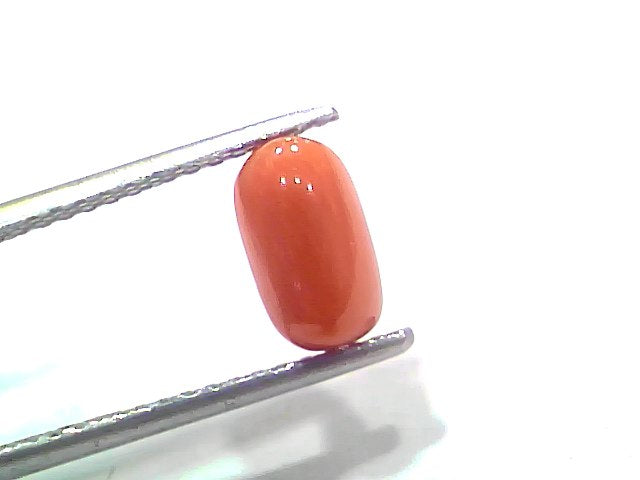 2.00 Ct 2.19 Ratti Natural Untreated Italian Red Coral Moonga Gemstone