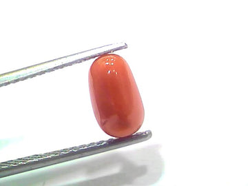 2.00 Ct 2.19 Ratti Natural Untreated Italian Red Coral Moonga Gemstone