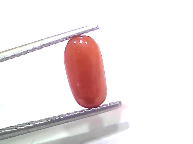 2.01 Ct 2.20 Ratti Natural Untreated Italian Red Coral Moonga Gemstone