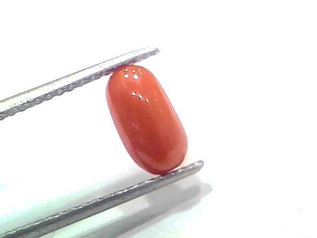2.01 Ct 2.20 Ratti Natural Untreated Italian Red Coral Moonga Gemstone