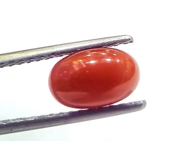 2.12 Ct 3.5 Ratti Natural Untreated Italian Red Coral Moonga Gems