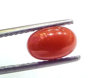 2.12 Ct 3.5 Ratti Natural Untreated Italian Red Coral Moonga Gems