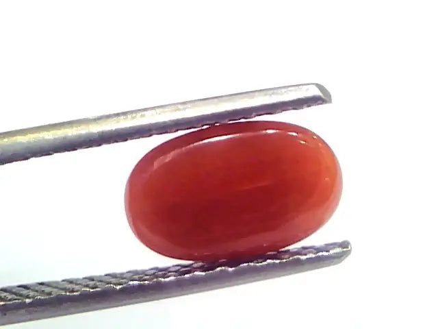 2.12 Ct 3.5 Ratti Natural Untreated Italian Red Coral Moonga Gems