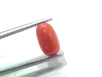 2.12 Ct 2.32 Ratti Natural Untreated Italian Red Coral Moonga Gemstone