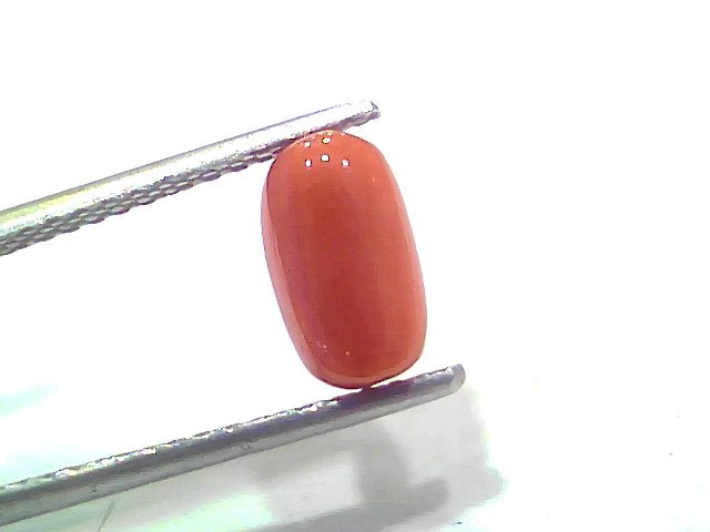 2.12 Ct 2.32 Ratti Natural Untreated Italian Red Coral Moonga Gemstone