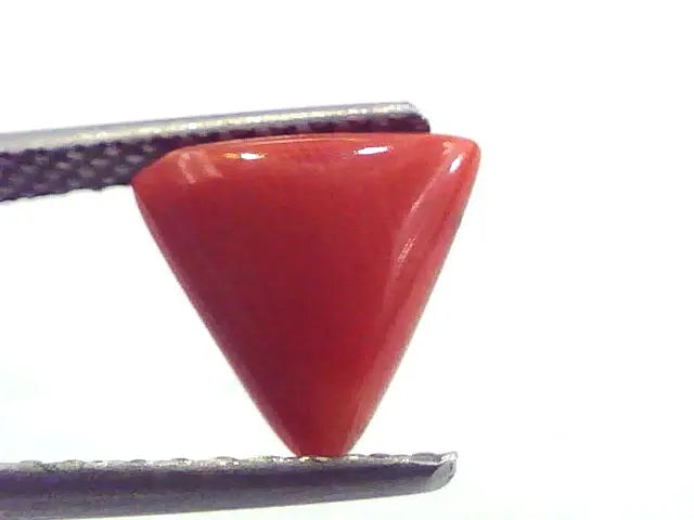 2.13 Carat Natural Italian Triangle Red Coral Moonga Gemstone