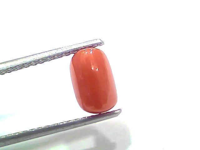 2.13 Ct 2.34 Ratti Natural Untreated Italian Red Coral Moonga Gemstone
