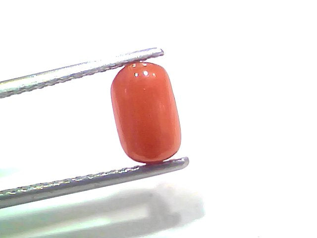 2.13 Ct 2.34 Ratti Natural Untreated Italian Red Coral Moonga Gemstone