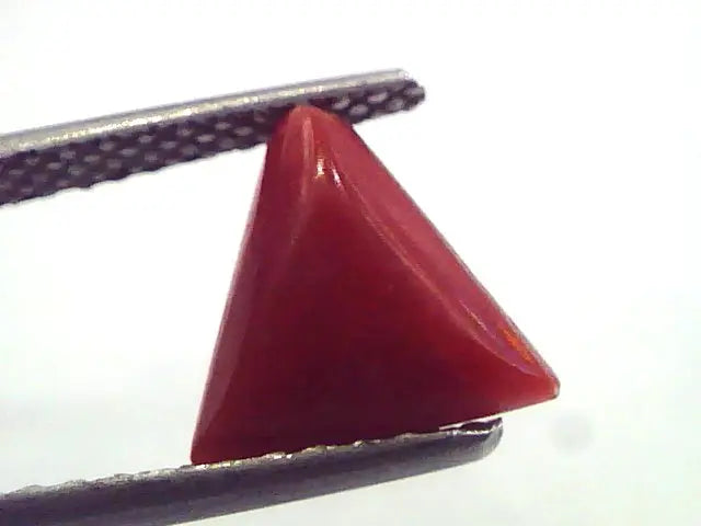 2.18 Carat Natural Italian Triangle Red Coral Moonga Gemstone