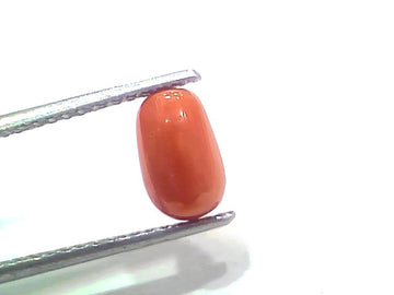 2.19 Ct 2.40 Ratti Natural Untreated Italian Red Coral Moonga Gemstone