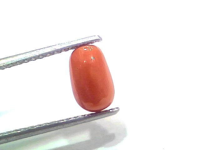 2.19 Ct 2.40 Ratti Natural Untreated Italian Red Coral Moonga Gemstone