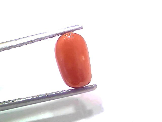 2.19 Ct 2.40 Ratti Natural Untreated Italian Red Coral Moonga Gemstone
