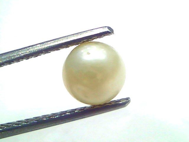 2.19 Carat Natural Certified Real South Sea Pearl (Moti) – 2.40 Ratti | Moon Gemstone