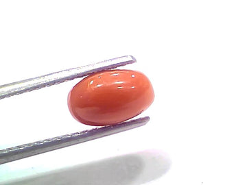 2.20 Ct 2.41 Ratti Natural Untreated Italian Red Coral Moonga Gemstone