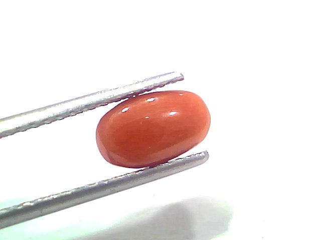 2.20 Ct 2.41 Ratti Natural Untreated Italian Red Coral Moonga Gemstone